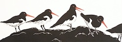 Oystercatchers

