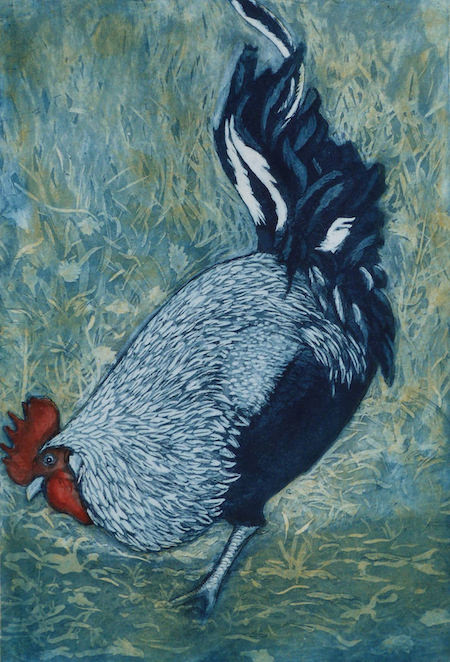 
Cockerel
