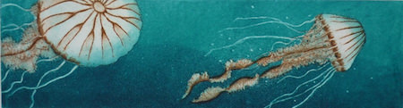Compass Jellyfish
