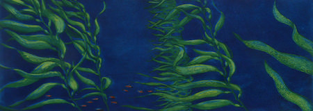 Giant Kelp


